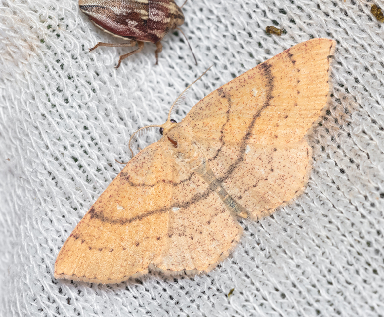 Cyclophora ruficiliaria - vörösrojtú pettyesaraszoló