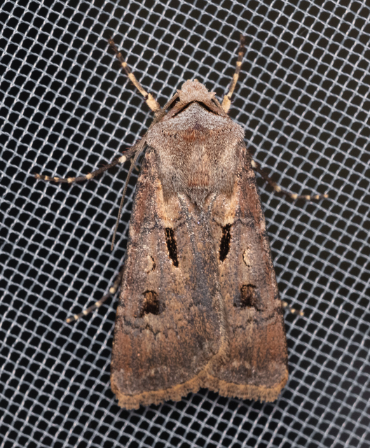 Agrotis exclamationis - felkiáltójeles földibagoly