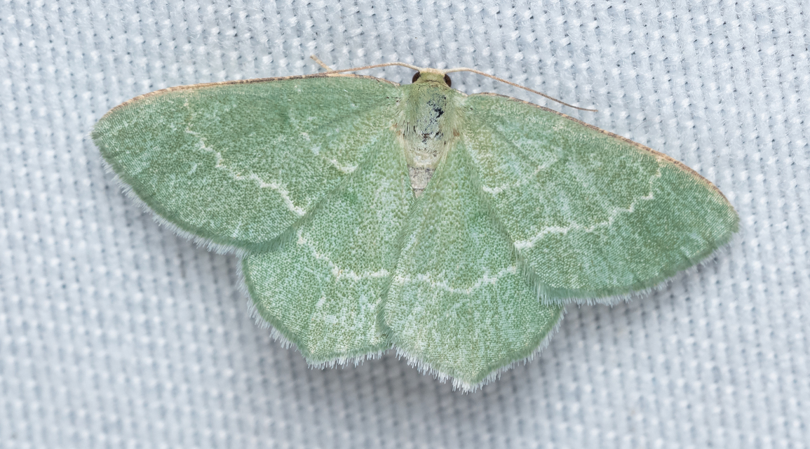 Chlorissa cloraria - sárgászöld araszoló