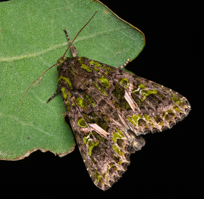 Trachea atriplicis - nyári zöldbagoly