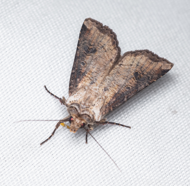 Agrotis clavis - zömök földibagoly