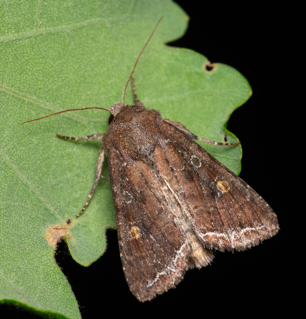 Lacanobia oleracea - saláta-kertibagoly
