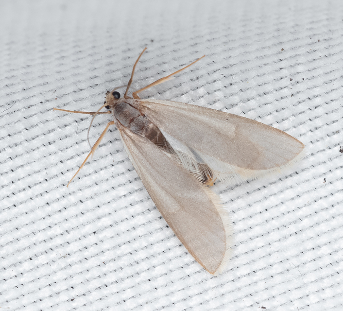 Acentria ephemerella - törpe vízimoly
