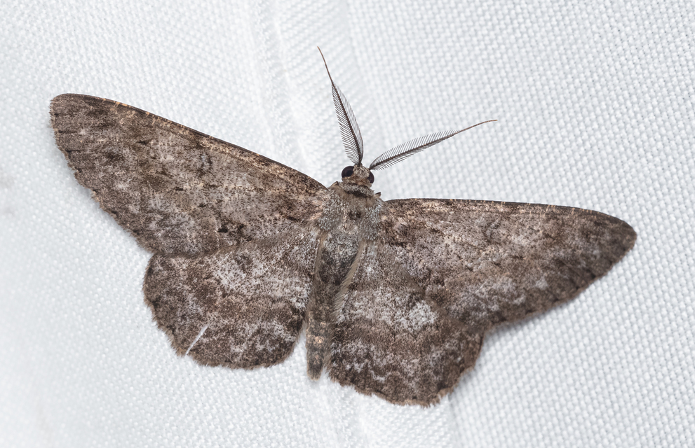 Hypomecis punctinalis - pettyes faaraszoló