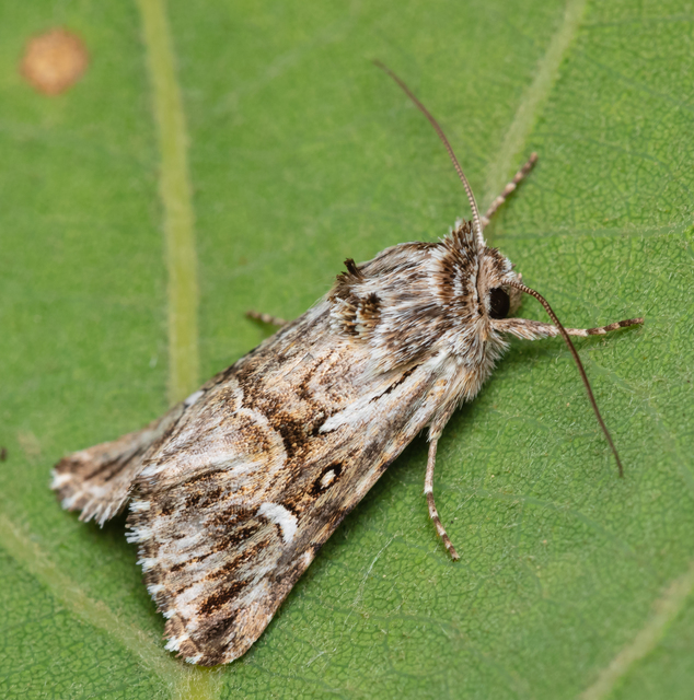 Calophasia lunula - gyújtoványfű-apróbagoly