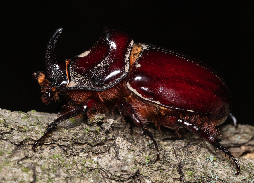 Oryctes nasicornis - orrszarvú bogár