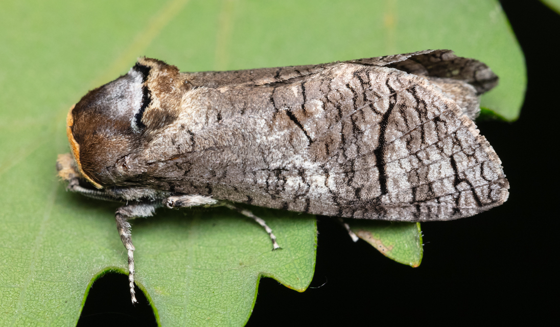 Cossus cossus - fűzfarontólepke