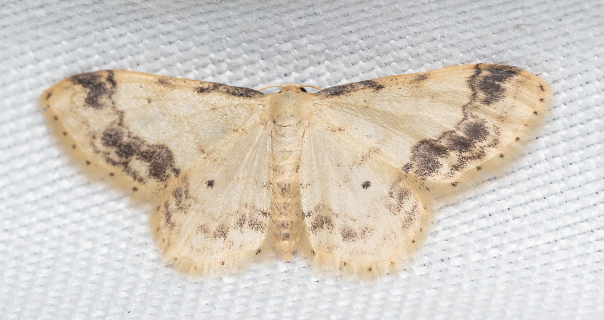 Idaea trigeminata - csúcsfoltos apróaraszoló