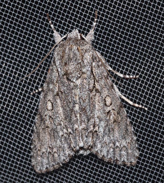 Acronicta aceris - vadgesztenye-szigonyosbagoly