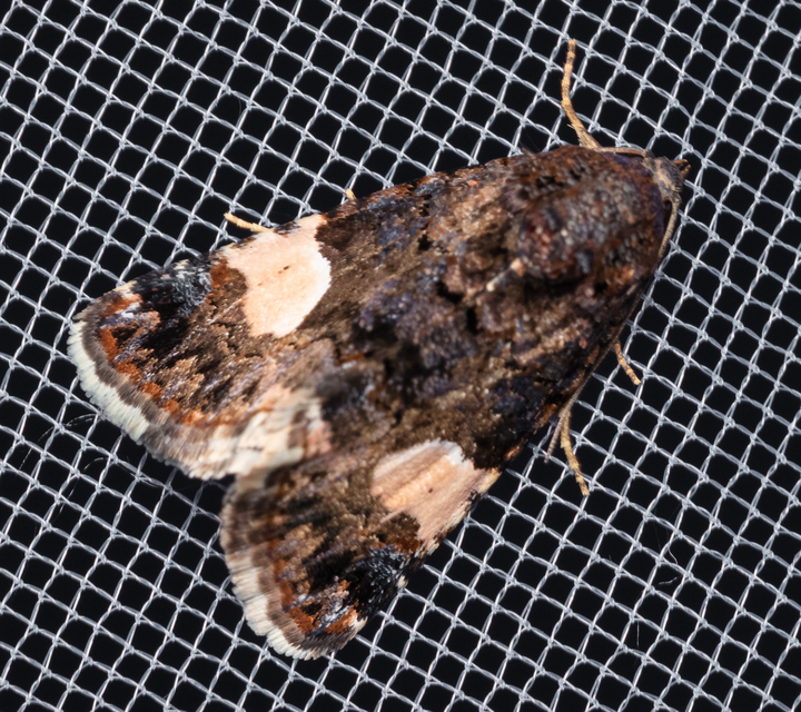 Tyta luctuosa - fekete nappalibagoly
