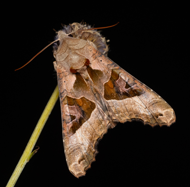Phlogophora meticulosa - vándorló csipkésbagoly