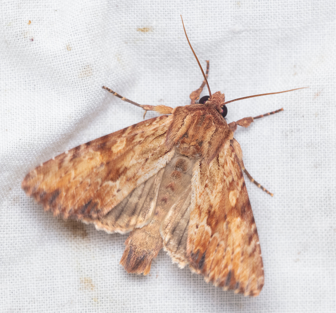 Apamea sublustris - sárgás dudvabagoly