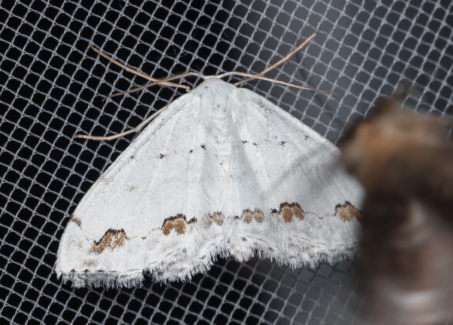 Scopula ornata - díszes fehéraraszoló