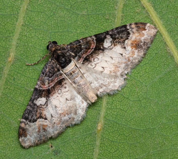 Catarhoe cuculata - csuklyás tarkaaraszoló