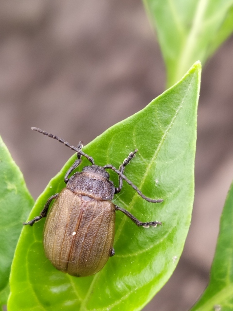 Galeruca pomonae - barna olajosbogár