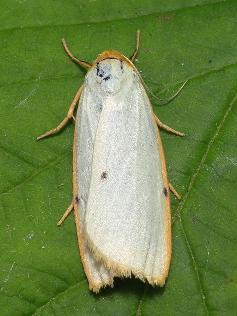 Cybosia mesomella - csontszínű molyszövő