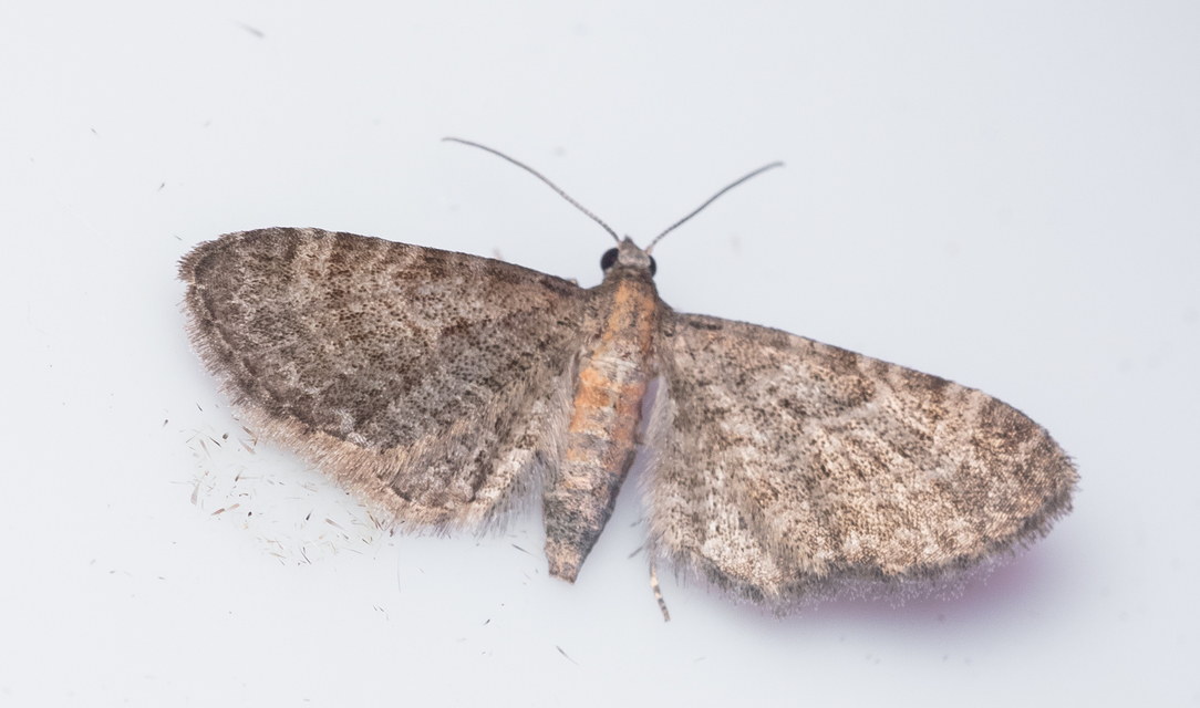 Eupithecia haworthiata - rozsdástestű törpearaszoló