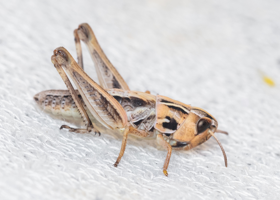Stenobothrus