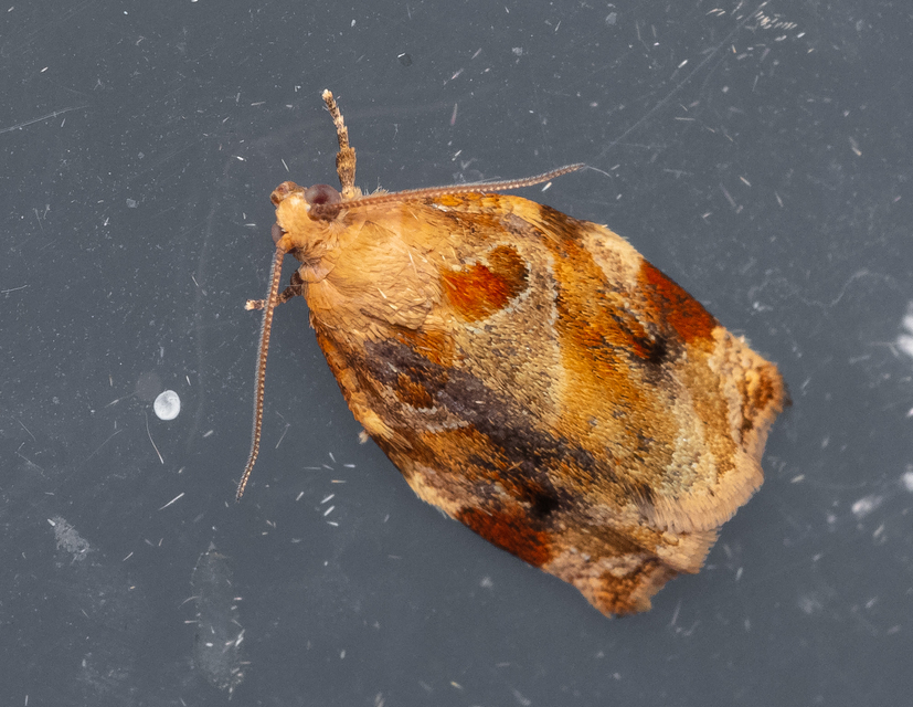 Archips xylosteana - kökényszövő sodrómoly