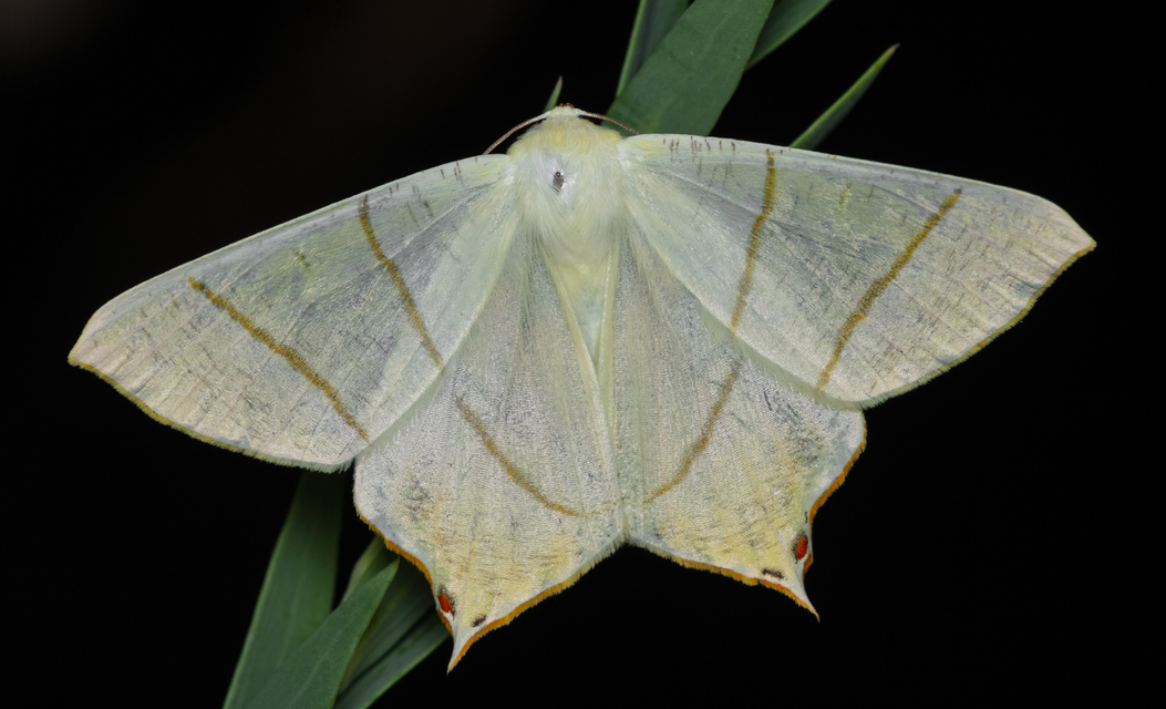 Ourapteryx sambucaria - fecskefarkú araszoló