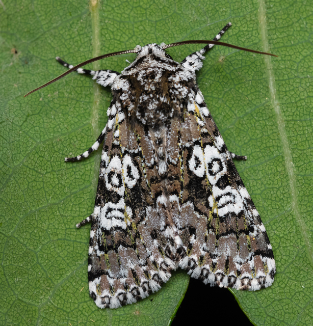 Lamprosticta culta - hármasfoltú bagoly