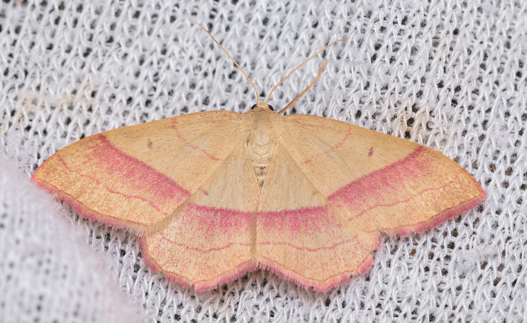 Rhodostrophia vibicaria - pirosszélű araszoló
