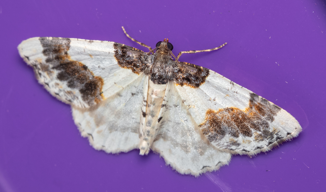 Ligdia adustata - barna levélaraszoló