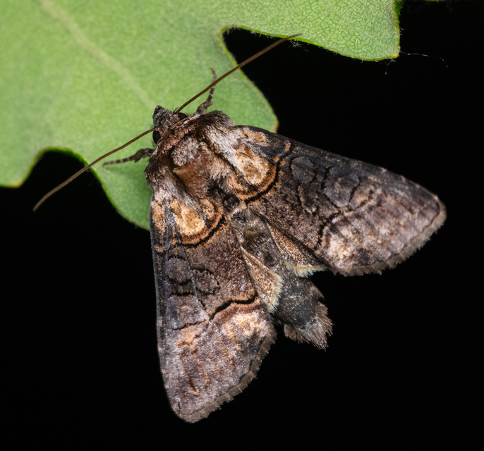 Abrostola asclepiadis - barnaövű csalánbagoly