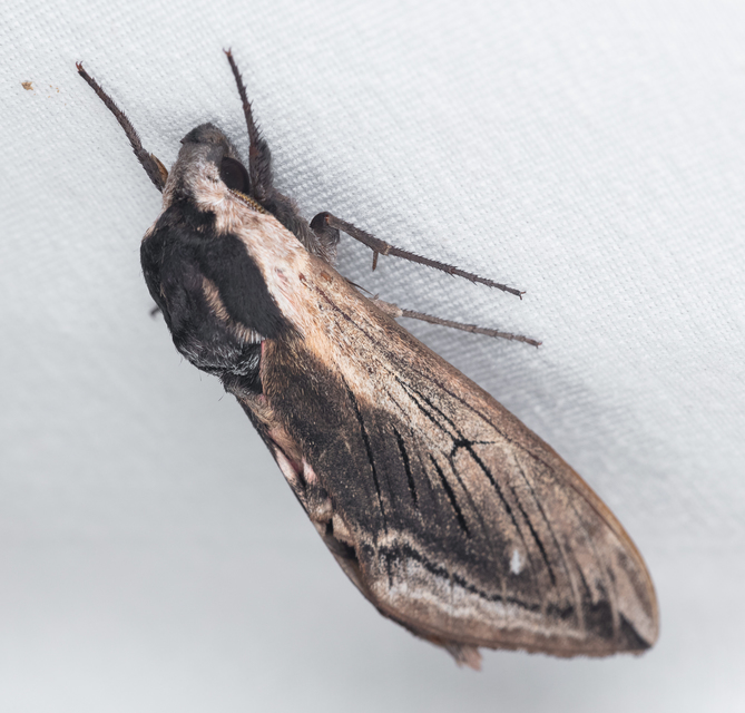 Sphinx ligustri - fagyalszender