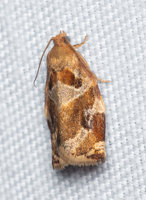 Archips xylosteana - kökényszövő sodrómoly