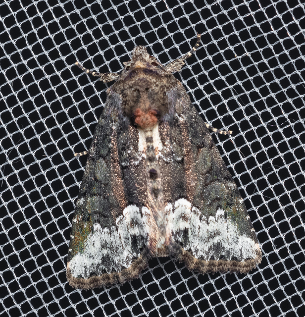 Oligia strigilis - kormos dudvabagoly