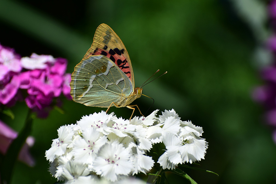 Argynnis pandora - zöldes gyöngyházlepke