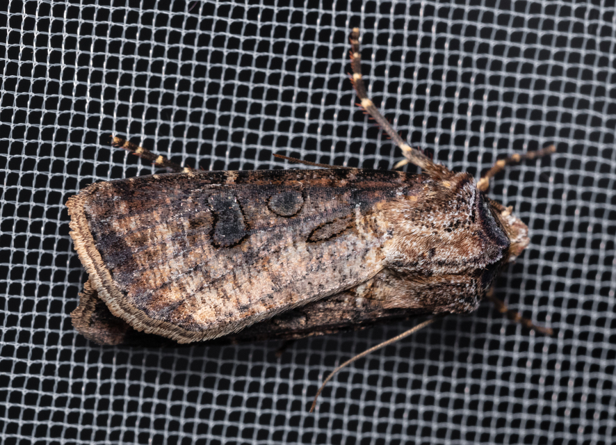 Agrotis clavis - zömök földibagoly