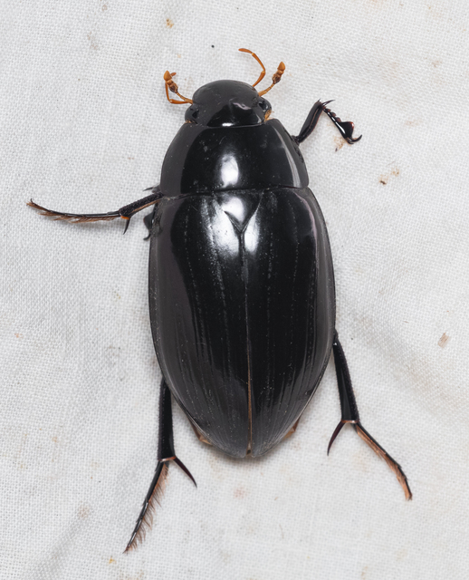 Hydrophilus aterrimus - fekete óriáscsibor