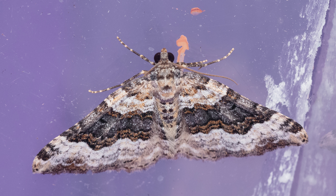 Epirrhoe galiata - sávos galajaraszoló