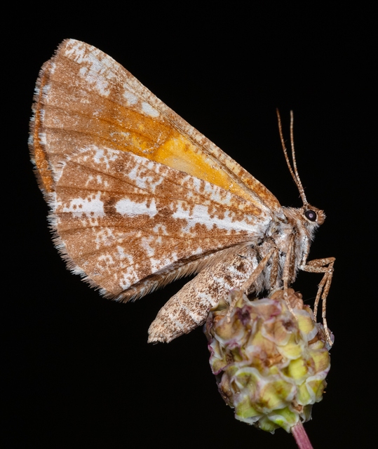 Bupalus piniaria - fenyőaraszoló