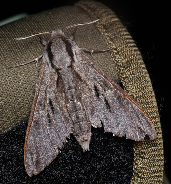 Hyloicus pinastri - fenyőszender