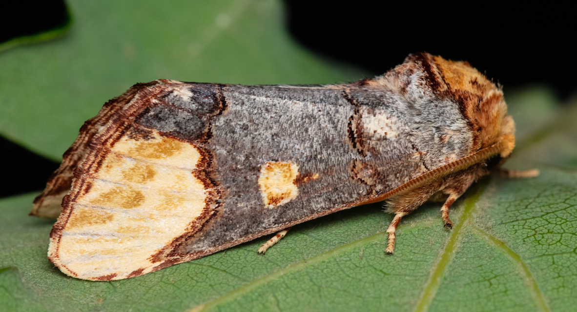 Phalera bucephaloides - magyar púposszövő