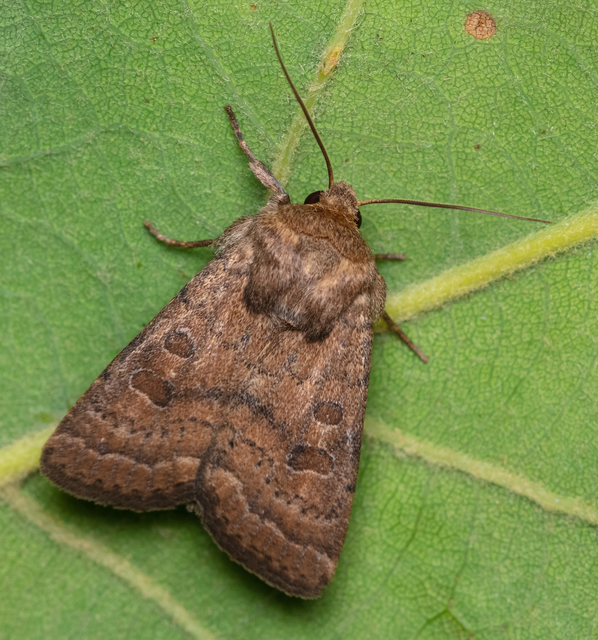 Hoplodrina octogenaria - barna selymesbagoly