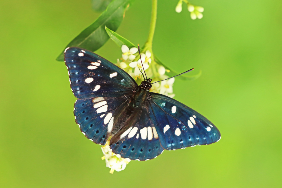 Limenitis reducta - kék lonclepke