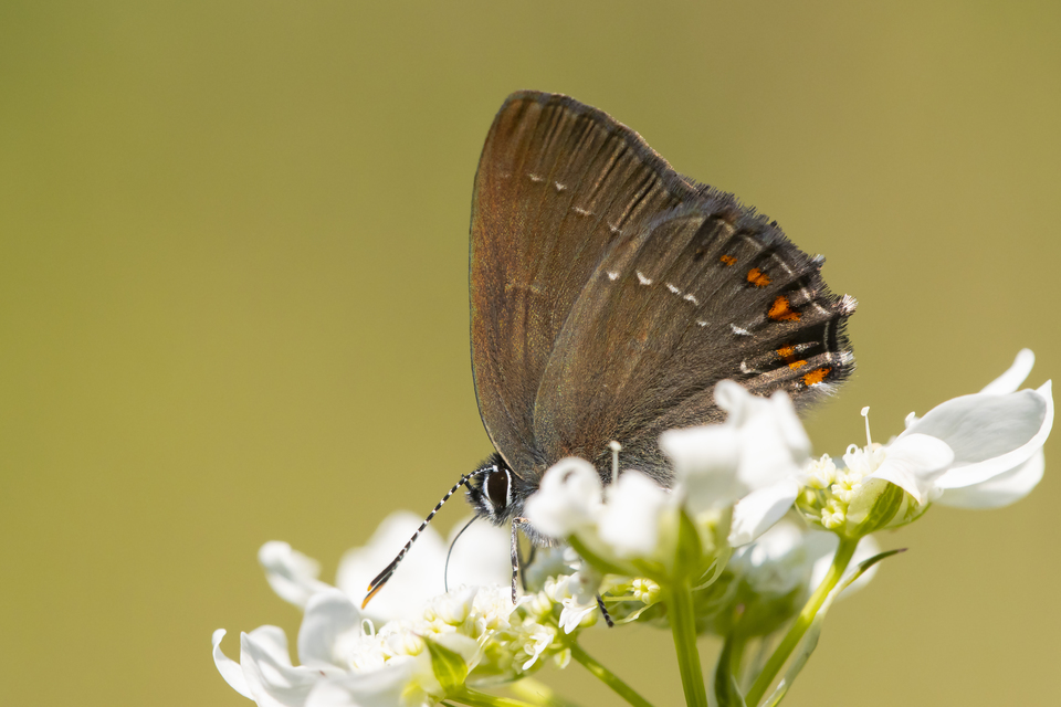 Satyrium ilicis - tölgyfa-csücsköslepke