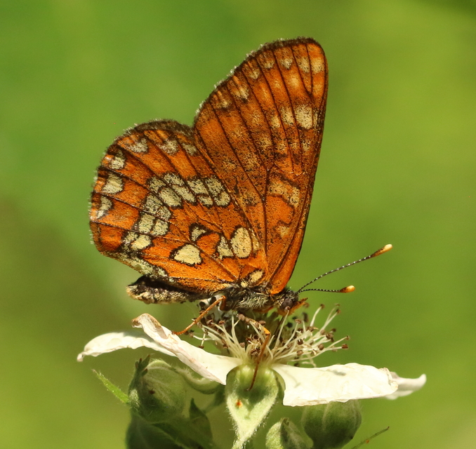 Euphydryas maturna - díszes tarkalepke