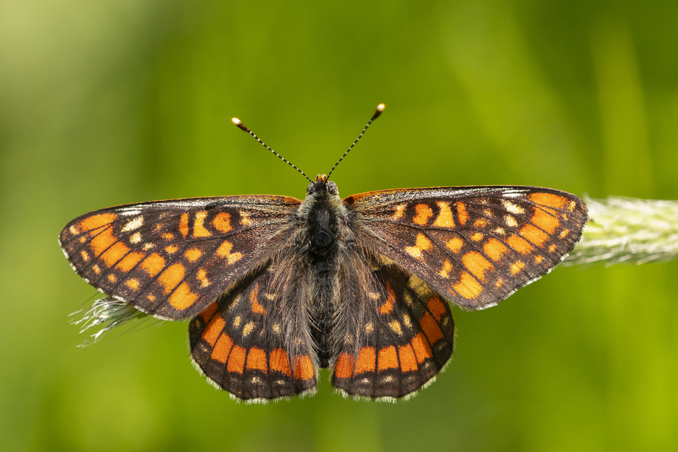 Euphydryas maturna - díszes tarkalepke