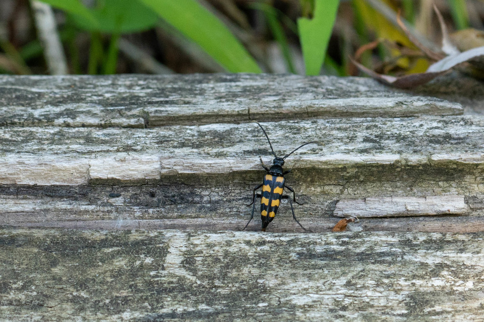 Leptura quadrifasciata - feketeszőrű szalagoscincér
