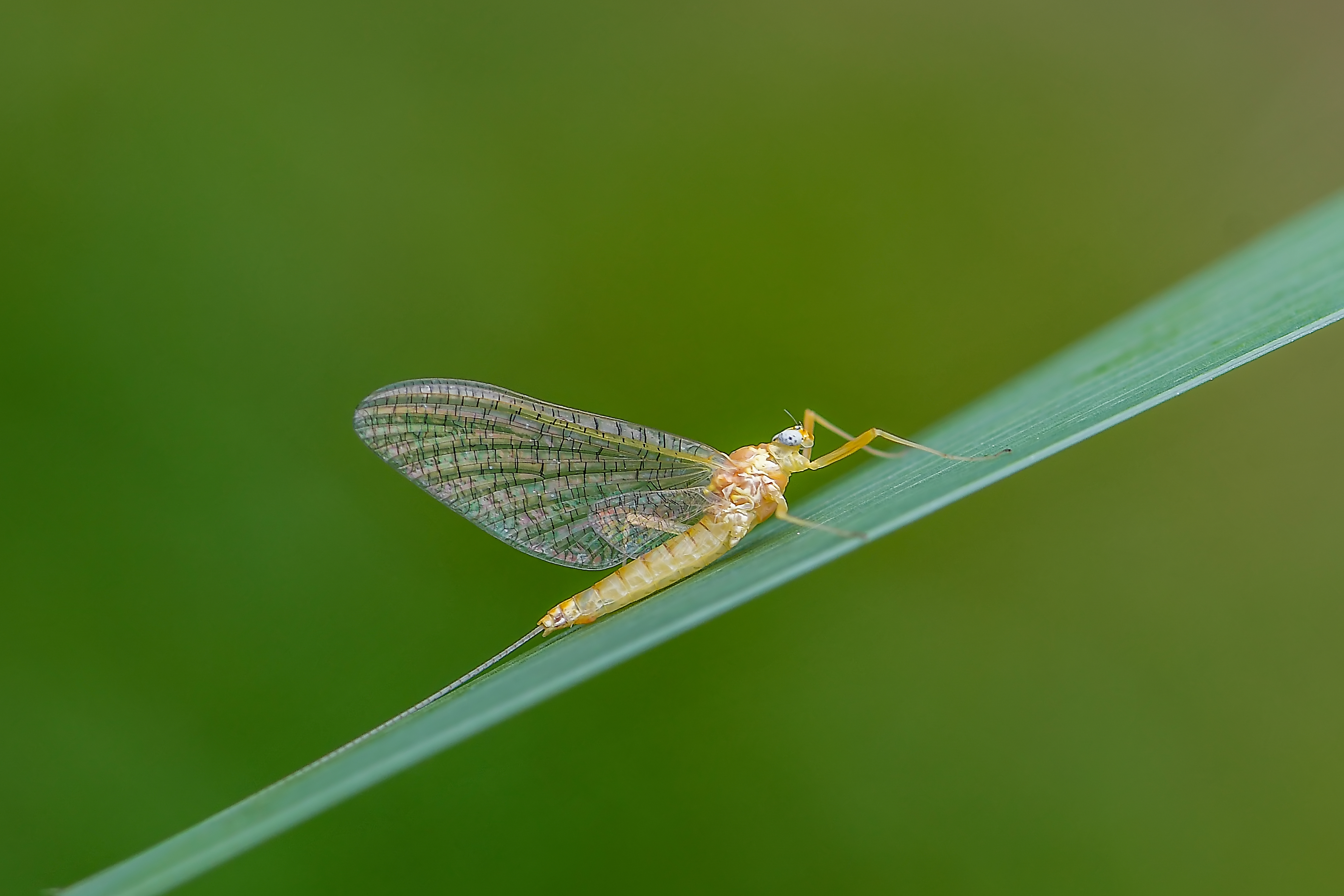 Heptagenia sulphurea