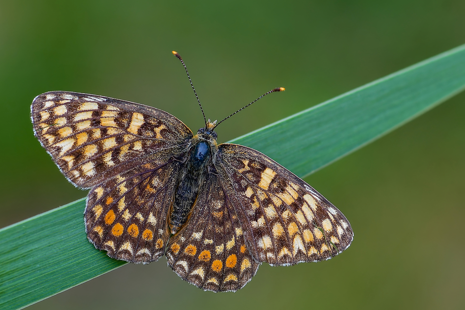 Melitaea phoebe - nagy tarkalepke