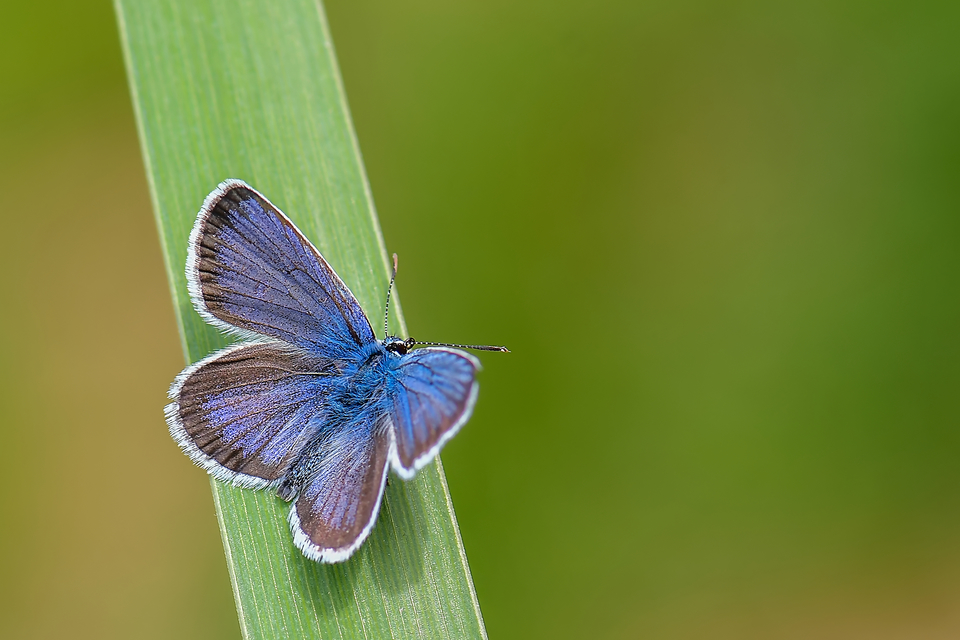 Plebejus argus - ezüstös boglárka