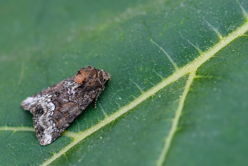 Oligia strigilis - kormos dudvabagoly