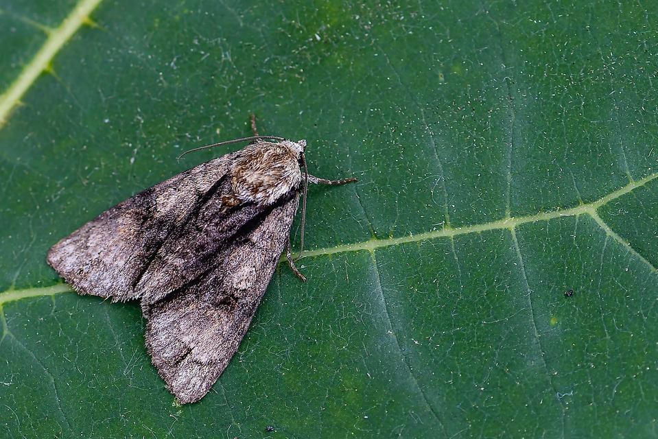 Acronicta alni - éger-szigonyosbagoly