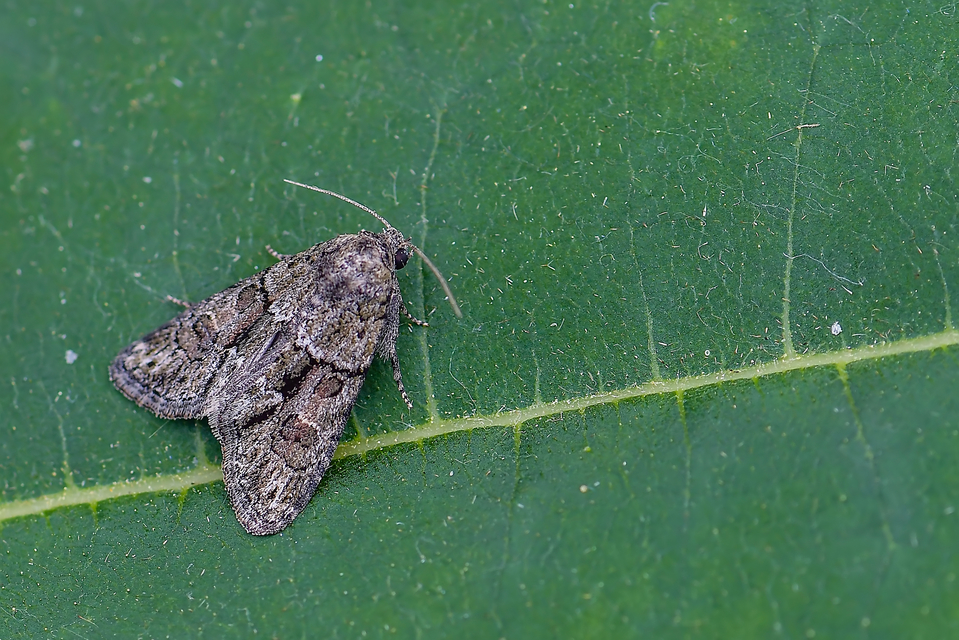Cryphia fraudatricula - homoki zuzmóbagoly